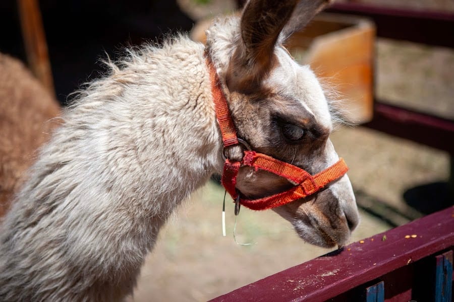 2026 Colorado Renaissance Festival photo